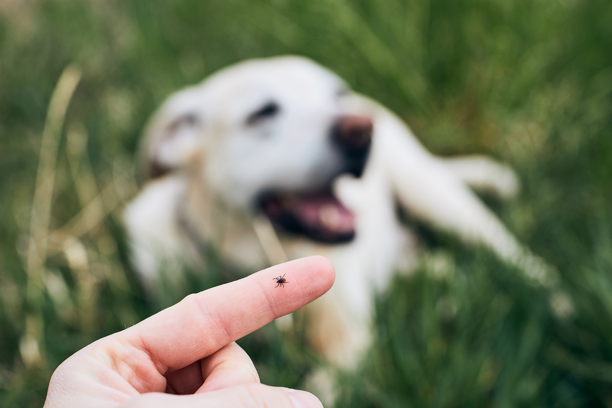 Puppy Wellness Program