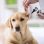 Hearing checkup of labrador dog in vet ambulance